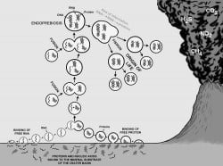 How organic compounds in crater basins were encapsulated in lipid membranes and became the first cells (Chatterjee)