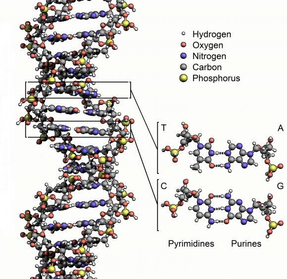 Researchers May Have Found The Missing Piece Of Evidence That Explains