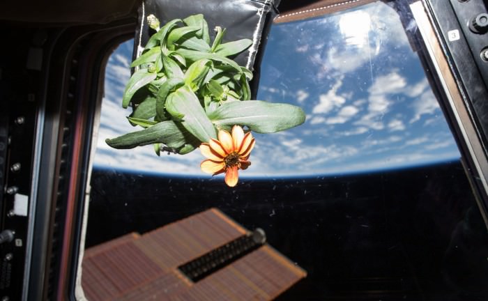 Photo of first ever blooming space Zinnia flower grown onboard the International Space Station's Veggie facility moved to catch the sun’s rays through the windows of the Cupola backdropped by Earth. Credit: NASA/Scott Kelly/@StationCDRKelly