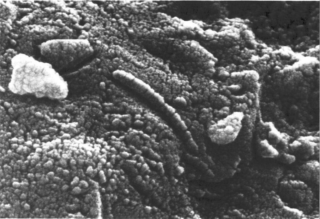 This electron microscope image of the Allan Hills meteorite shows chain-like structures that resemble living organisms. Image Credit: By NASA - Public Domain, https://commons.wikimedia.org/w/index.php?curid=229231