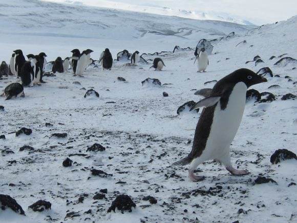 Still not cold enough. Credit: Lori Cuthbert (CC BY 2.0)