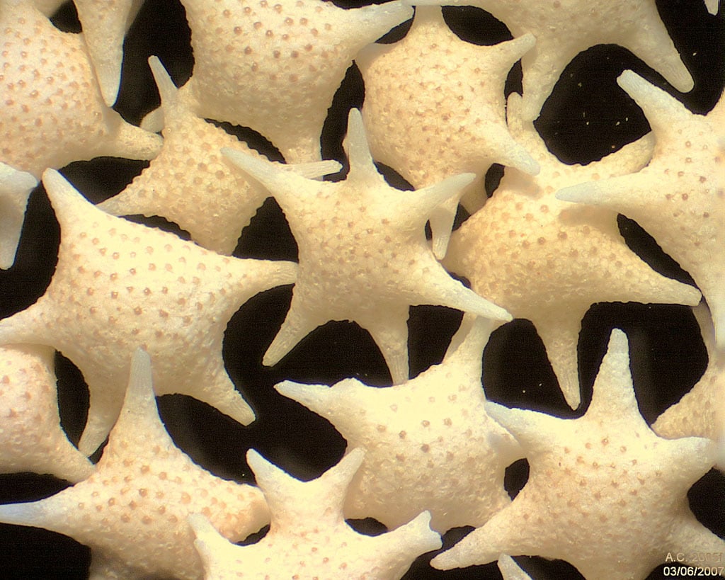 There are over 50,000 species of Foraminifera, including 10,000 which are still around today. This one is Foraminifera Baculogypsina sphaerulata of Hatoma Island, Japan. The field width of this image is 5.22 mm. Image Credit: By Psammophile - Microphotographie personnelle; http://www.arenophile.fr/Pages_IMG/P2085f.html, CC BY-SA 3.0, https://commons.wikimedia.org/w/index.php?curid=20886070