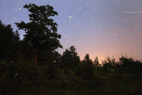 Fireflies June 30 2013 C