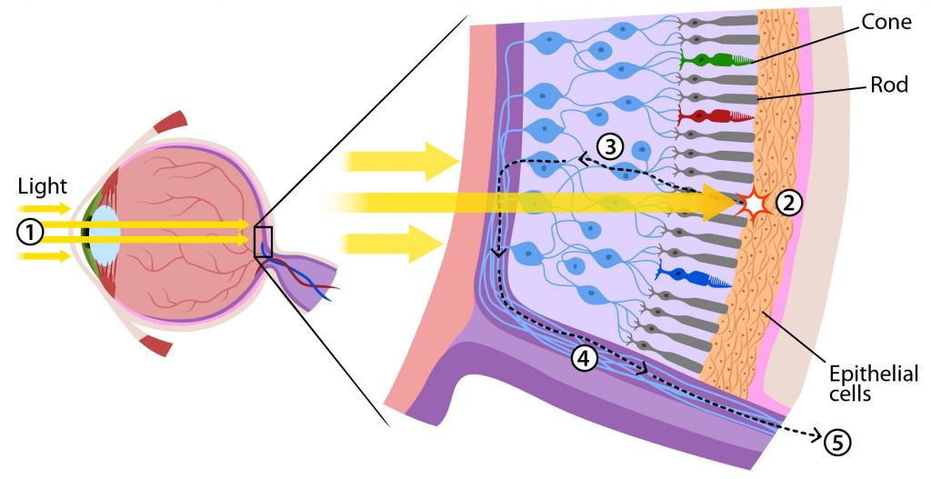 Rhodopsins are present in the human eye's rods, where they work in low light conditions. Image Credit: Arizona State University.