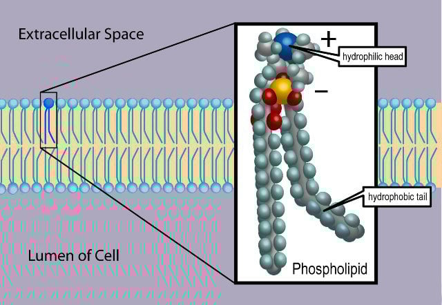 This illustration helps show how critical carbon is to all life. Here on Earth, cell membranes are composed of phospholipid molecules dissolved in liquid water. A phospholipid has a backbone of carbon atoms (gray) and also contains hydrogen (sky blue), phosphorus (yellow), oxygen (red), and nitrogen (blue).