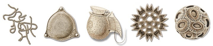 Illustrations (not to scale) of some phytoplankton types, from left to right: cyanobacteria, diatom, dinoflagellate, green algae, coccolithophore. Image Credit: By Collage adapted from drawings and micrographs by Sally Bensusen, NASA EOS Project Science Office - NASA Earth Observatory, Public Domain, https://commons.wikimedia.org/w/index.php?curid=78955265