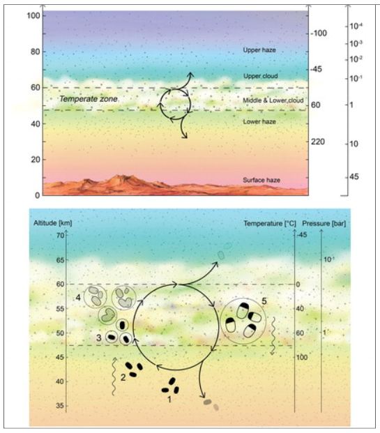 This figure is from a 2020 paper by some of the same authors of the newly-published paper. It shows a proposed lifecycle for Venusian aerial microbial life. (1) Desiccated spores (black blobs) persist in the lower haze. (2) Updraft of spores transports them up to the habitable layer. (3) Spores act as CCN, and once surrounded by liquid (with necessary chemicals dissolved) germinate and become metabolically active. (4) Metabolically active microbes (dashed blobs) grow and divide within liquid droplets (solid circles). The liquid droplets grow by coagulation. (5) The droplets reach a size large enough to gravitationally settle down out of the atmosphere; higher temperatures and droplet evaporation trigger cell division and sporulation. The spores are small enough to withstand further downward sedimentation, remaining suspended in the lower haze layer “depot.” Image Credit: Seager et al, 2020.