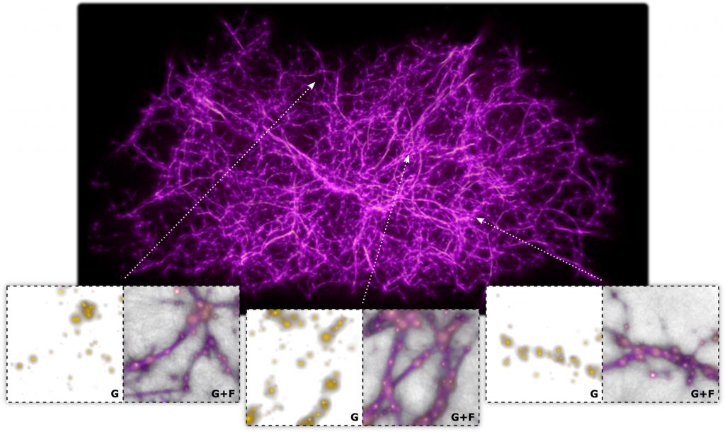 The Monte Carlo Physarum Machine (MCPM) cosmic web reconstruction using 37,662 galaxies from Sloan Digital Sky Survey (SDSS). Along the bottom are three individual regions showing the underlying SDSS galaxies (G) and the superimposed MCPM filament density field (G+F). Image Credit: Burchett et al 2020.