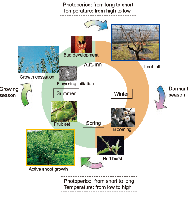 The life of plants is intricately connected to seasonality, and so are the lives of other creatures like pollinators. How can this be replicated in an extraterrestrial Terran nature reserve? Image Credit: H. Yamane 2014.
