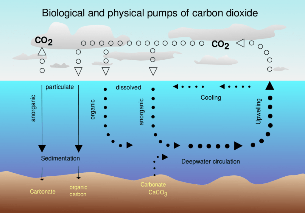 This simple graphic shows carbon pumping between the atmosphere and the oceans. Image Credit: By derivative work: McSush (talk)CO2_pump_hg.png: Hannes Grobe 21:52, 12 August 2006 (UTC), Alfred Wegener Institute for Polar and Marine Research, Bremerhaven, Germany - CO2_pump_hg.png, CC BY-SA 2.5, https://commons.wikimedia.org/w/index.php?curid=4956173