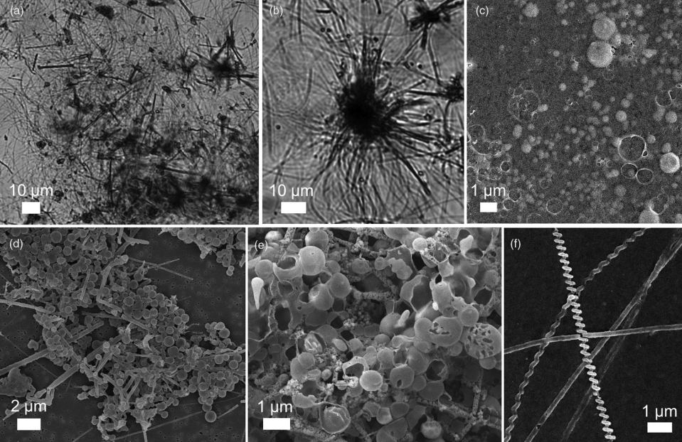 Carbon-sulphur biomorphs form networks of spheres and filaments that appear convincingly biotic in origin. Image Credit: Images adapted from Nims et al. (2021) ( parts a and b) or JC ( parts c and f ) and courtesy of
C. Nims (University of Michigan) ( parts d and e).