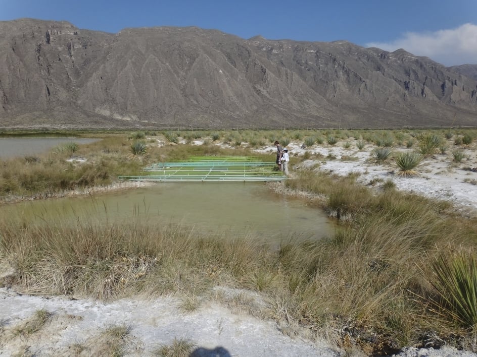 The Lagunitas pond in the Cuatro Ciénegas Basin of Mexico.
Photo by Elser Lab/ASU