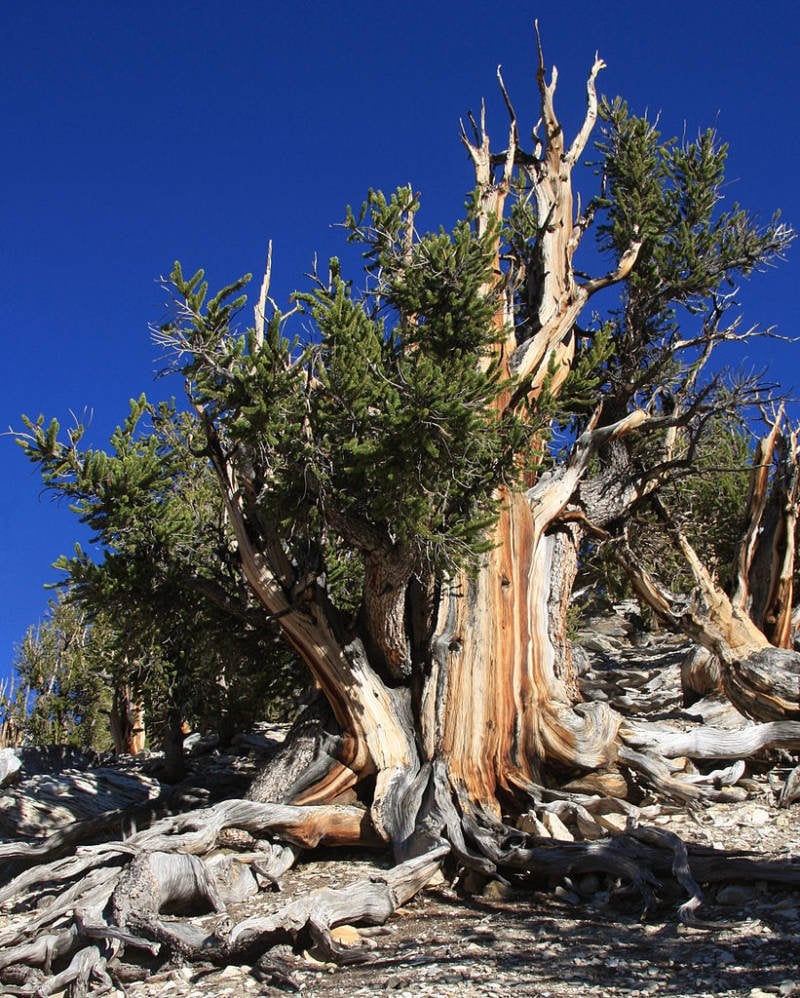 California's Methuselah tree is nearly 5000 years old, and it contains a record of solar activity over its lifespan. For its own protection, its location is secret and there are no photos of it. This is a photo of another Bristlecone Pine tree. Image Credit: Wikimedia Commons