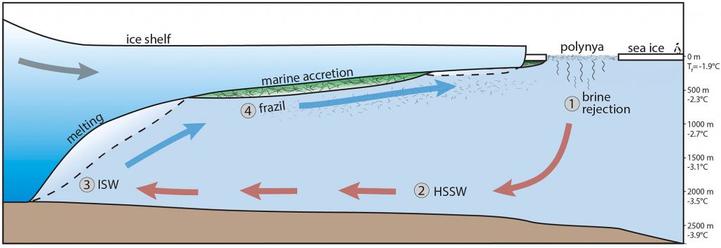 This schematic from the study shows how thermohaline ice pump circulation works below a generalized ice shelf. (1) High salinity shelf water (HSSW) forms at the surface freezing point (Tf = ?1.9°C) as the brine rejected from sea ice growth mixes into the water column. (2) HSSW is dense relative to the surrounding seawater, so it sinks and a portion circulates beneath the ice shelf to the grounding zone, where it is now warm compared to the pressure-depressed freezing point (positive thermal driving) and drives melting. (3) Fresh meltwater generated at the colder, in situ freezing point mixes with HSSW, generating fresher, colder, and relatively buoyant Ice Shelf Water (ISW). (4) ISW upwells, the freezing point increases and thermal driving commensurately decreases. With a sufficient pressure decrease, supercooling occurs and frazil ice forms, which can accumulate into hundreds of meters thick layers of marine ice at the ice shelf base. Credit: Journal of Geophysical Research: Planets (2024). DOI: 10.1029/2023JE008036