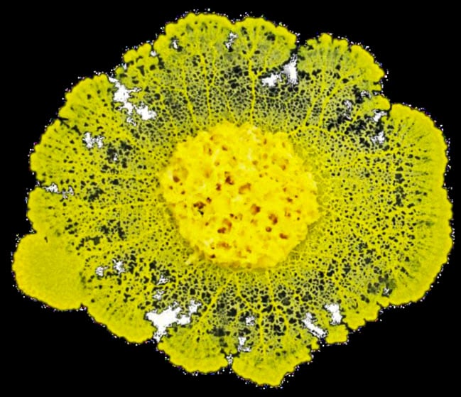 Image of the Blob used in experiments to show how unicellular organisms react in microgravity.