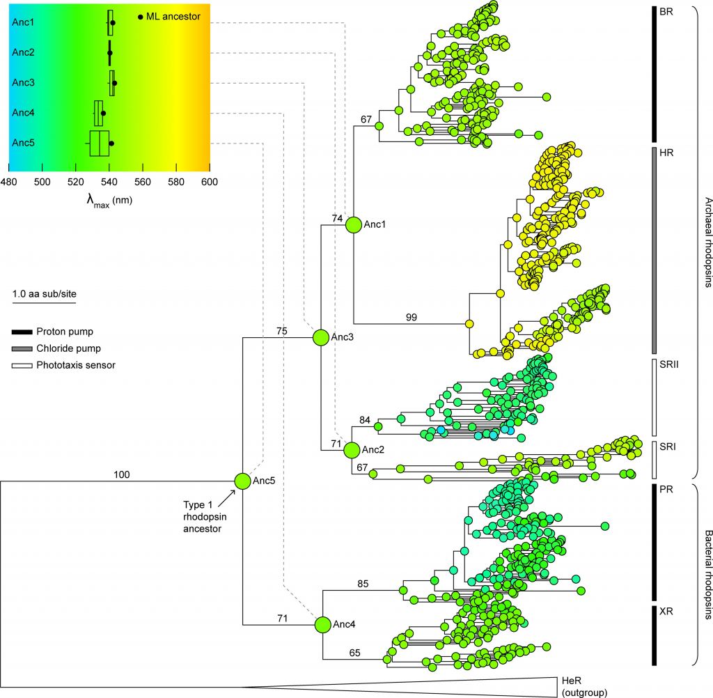 This figure from the study shows the evolution of spectral tuning for one type of rhodopsin ancestor (Type 1) and five of its ancestral nodes (Anc1 through Anc5.) The colour of the dots represents the light they can absorb. There's an extraordinary amount of detail in this image and in the study. One of the main takeaways is that rhodopsins appeared early and diversified, making them an important piece of the puzzle in understanding potential biosignatures in exoplanet atmospheres. Image Credit: Sephus et al. 2022