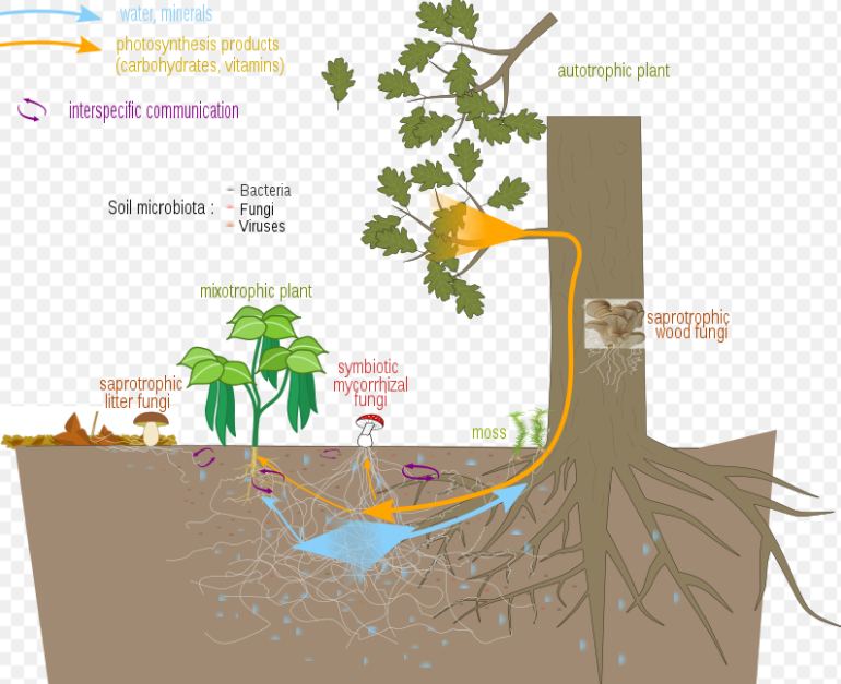 Mycorrhizal fungi are in a symbiotic relationship with plants. The relationship is usually mutualistic, the fungus providing the plant with water and minerals from the soil and the plants providing the fungus with photosynthesis products. Parasitic organisms are also part of the network. Image Credit: By Charlotte Roy, Salsero35, Nefronus - Adapted from https://commons.wikimedia.org/wiki/File:R%C3%A9seau_mycorhizien.svg, CC BY-SA 4.0, https://commons.wikimedia.org/w/index.php?curid=92921450