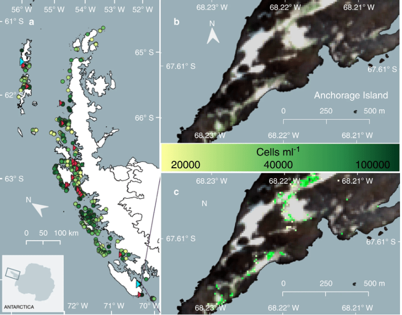 Overview of the locations of individual blooms of green-dominant snow algae identified across the Antarctic Peninsula using modelled data from satellite imagery and ground data (circles; n?=?1679). Circle colour scale represents the mean cell density (cells?ml?1) of each bloom. Red triangles indicate the location of ground validation sites (n?=?27). Yellow indicates lower cell density, while dark green indicates higher cell density. Image Credit: Davey et al, 2020.