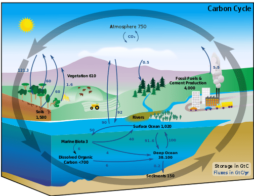 https://www.universetoday.com/wp-content/uploads/2009/12/502px-Carbon_cycle-cute_diagram.svg_.png