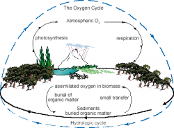 Oxygen Cycle - Universe Today