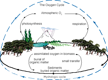 simple diagram of the oxygen cycle