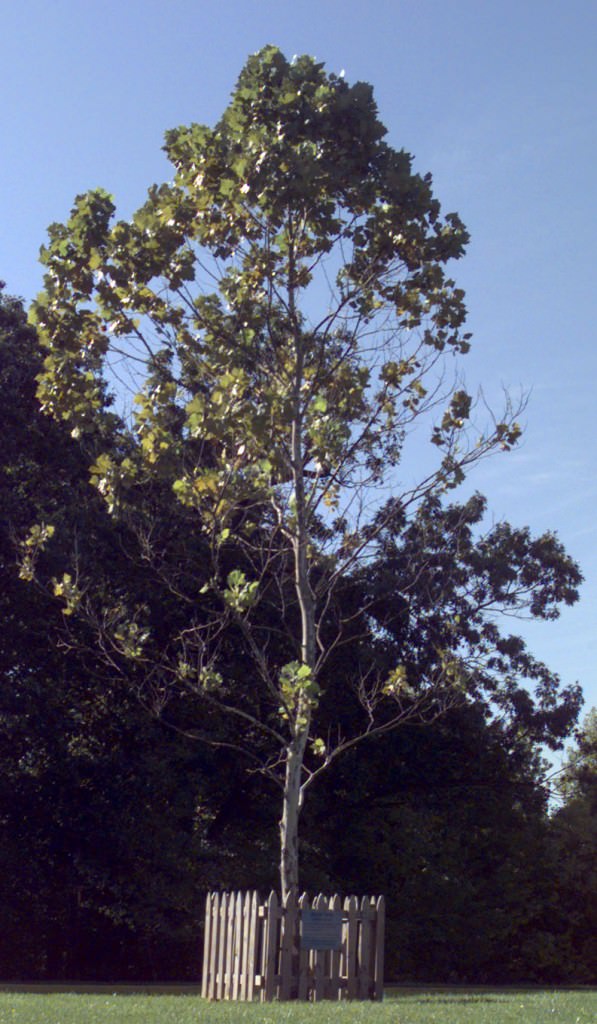 The Moon Trees Of Apollo 14 Universe Today