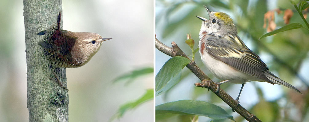 Tonight's Harvest Moon Is For The Birds ... Really! - Universe Today