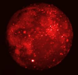 Mid-infrared Moon