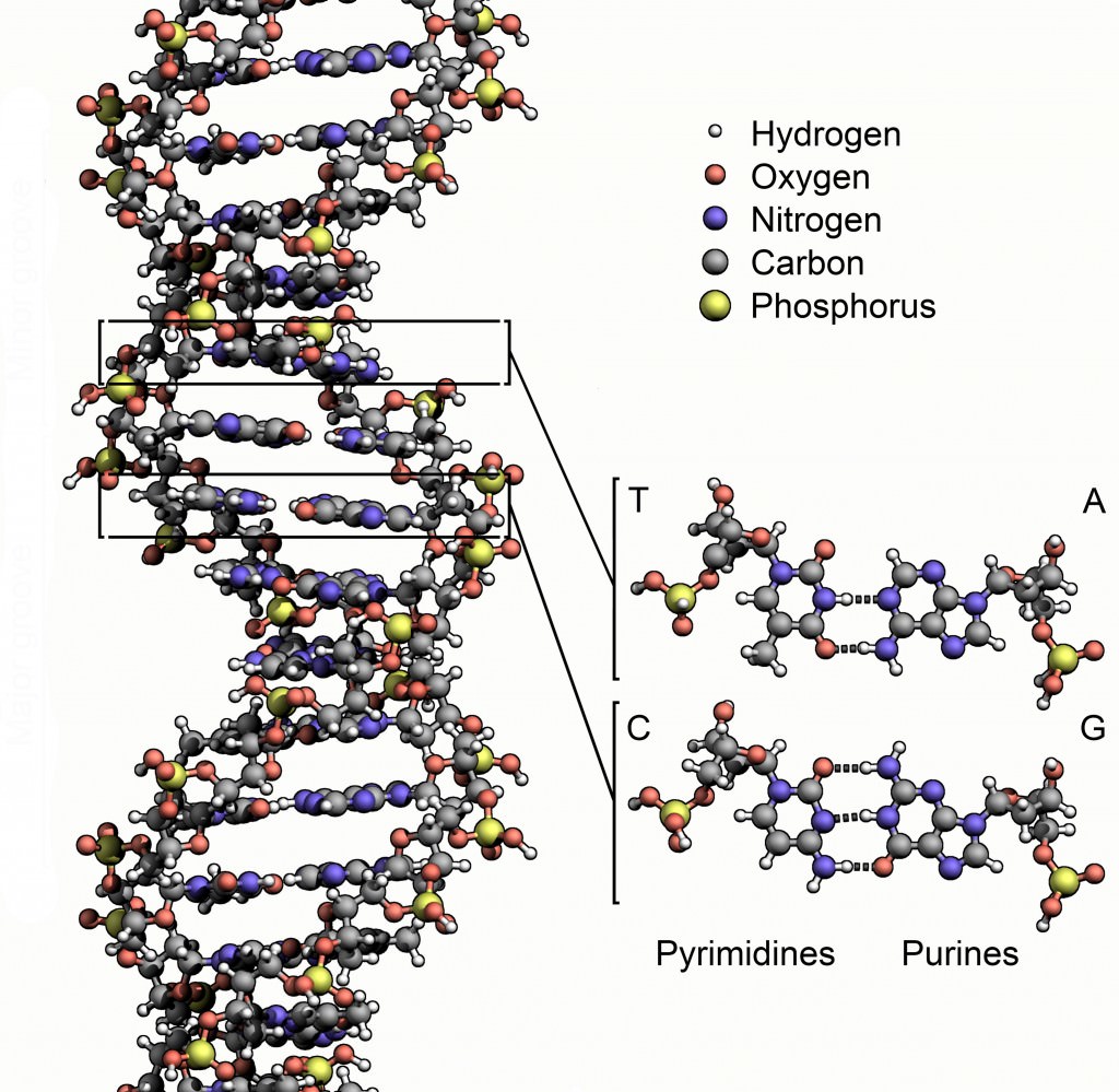 Structure of DNA