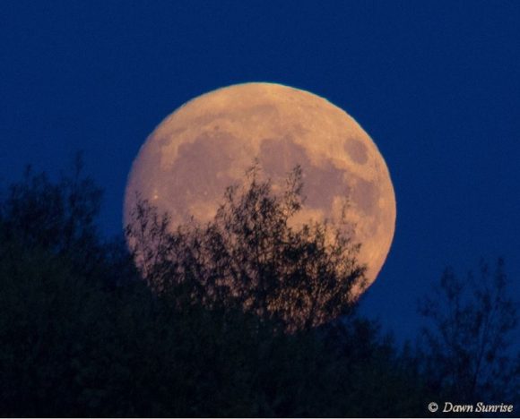 Pale Moon rising, as seen from North Bedfordshire, UK on Nov. 13, 2016. Credit and copyright: Dawn Sunrise on Flickr. 