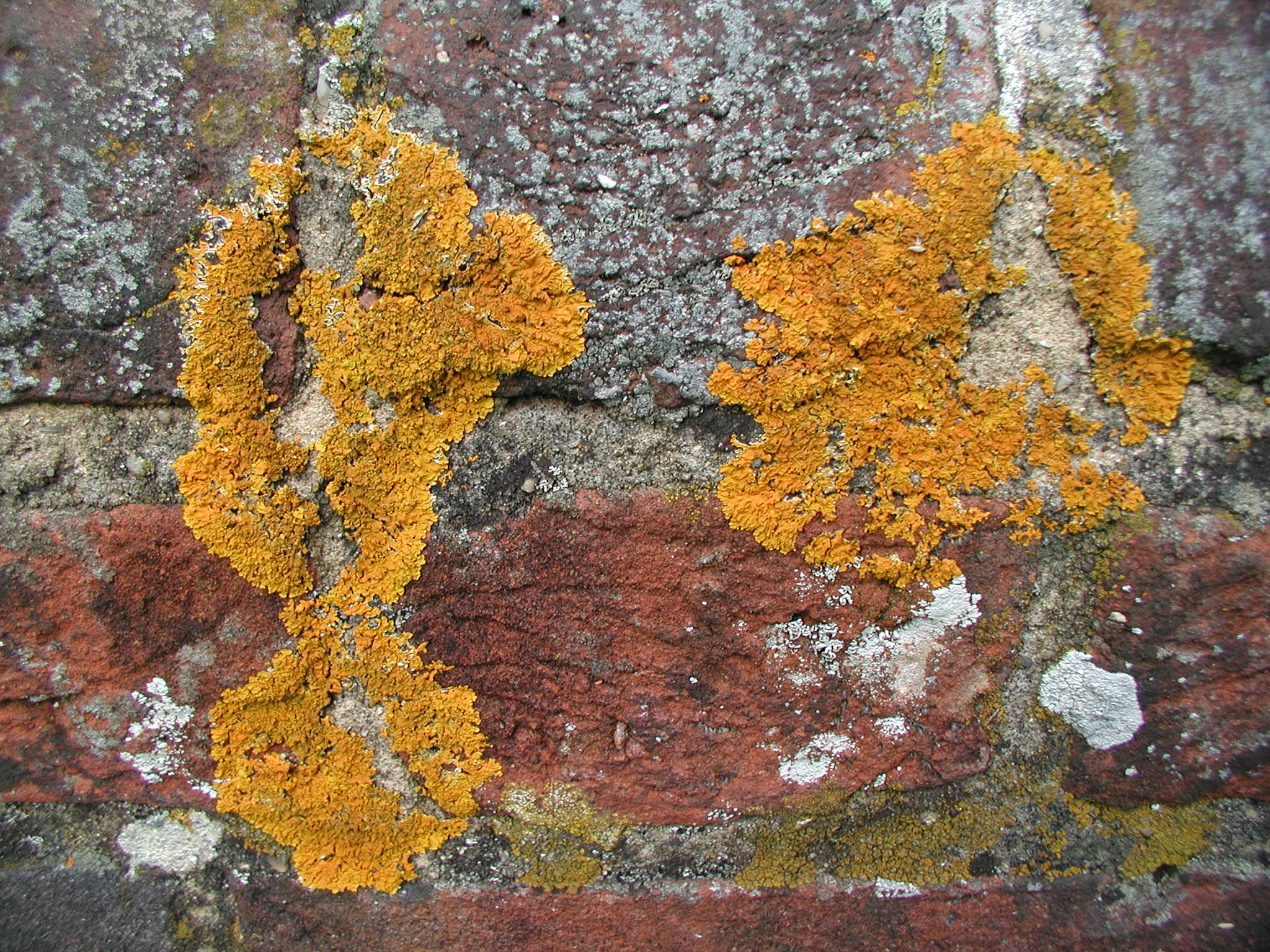 lichen kitchen wall