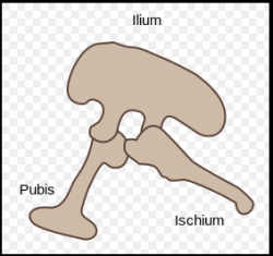 dinosaur pelvic bone