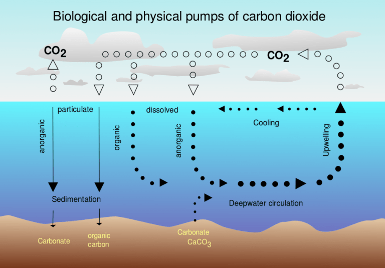 New Data Show How Phytoplankton Pumps Carbon Out of the Atmosphere at