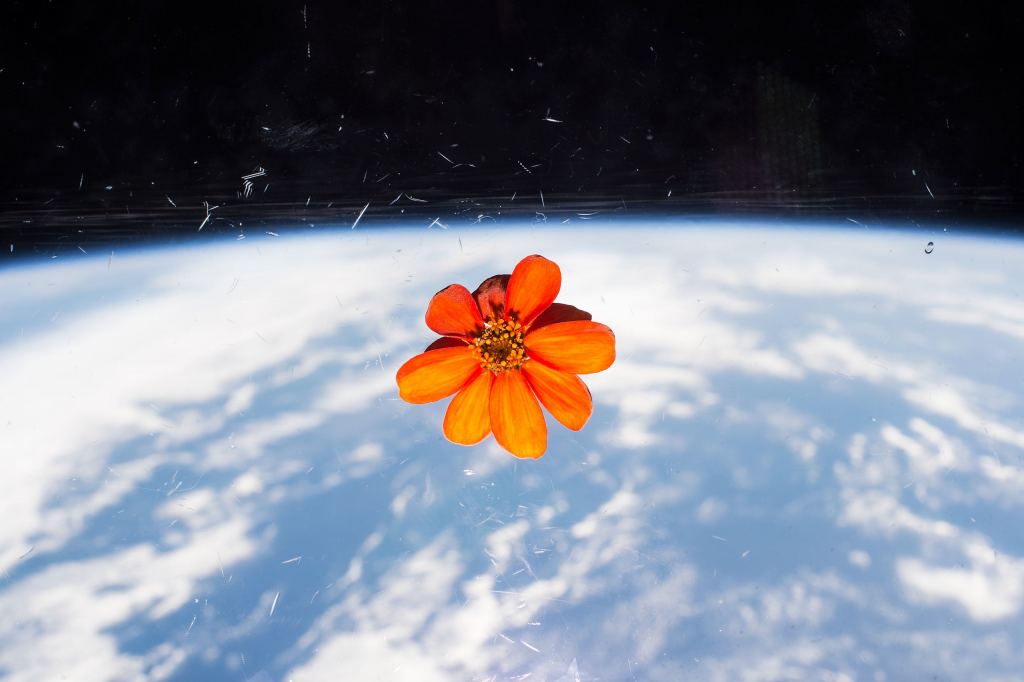 What's the Best Way to Water Plants in Space? Universe Today