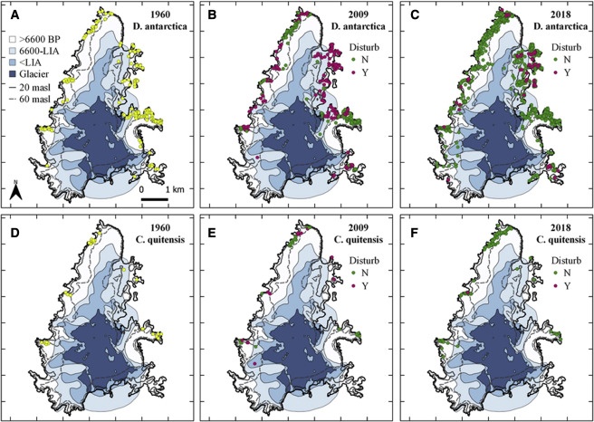 This figure from the study illustrates the spread of both vascular plants native to Signy Island going back to 1960. The top row is D. antarctica and the bottom row is C. quitensis. From the paper: 