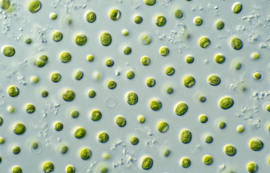 An example of microalgae called Nannochloropsis, to give an idea of the type of organism in the slushball earth study. Courtesy CSIRO. 