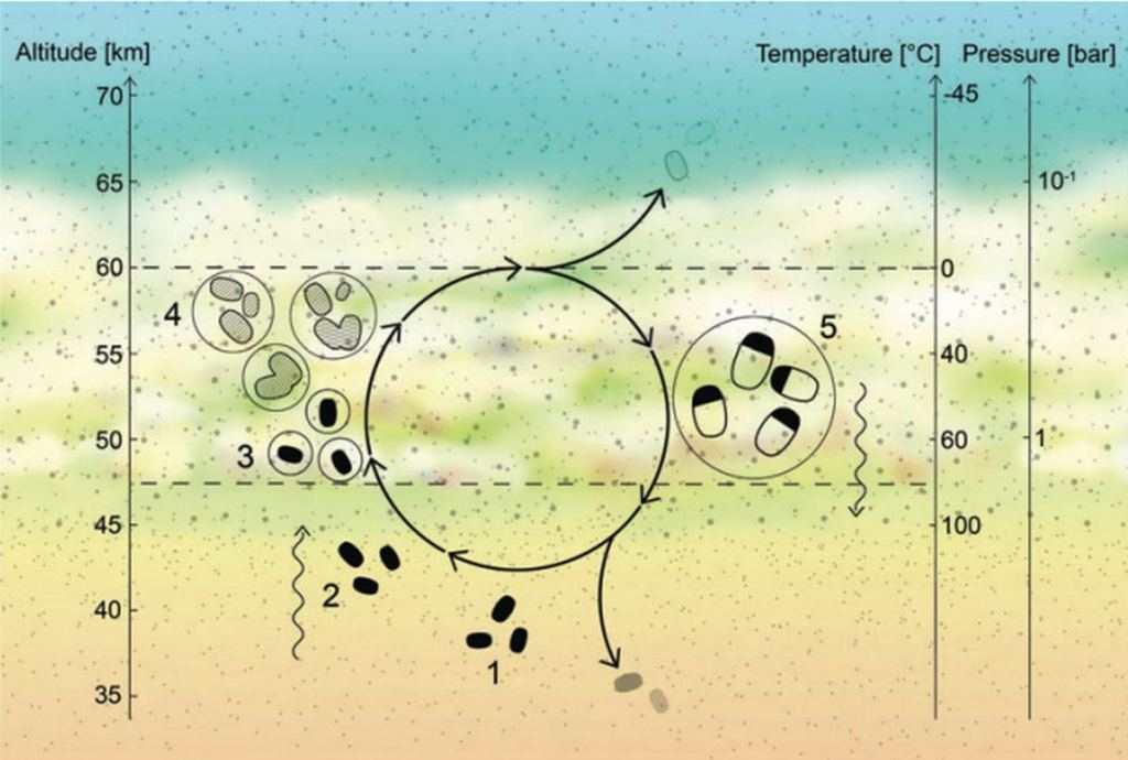 Some research suggests that life could exist within Venus' voluminous clouds. Image Credit: Abreu et al. 2024.