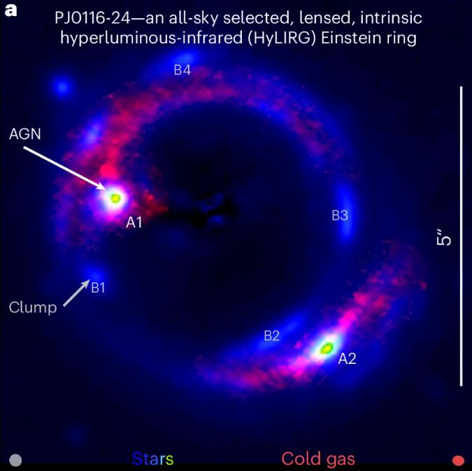 This image from the research shows how the gravitational lensing created an Einstein Ring. It's a distorted but still scientifically revealing image of the distant HyLIRG PJ0116-24. The gravitational lensing creates two images of the galaxy, with two AGN, labelled A1 and A2. The foreground lens has been removed from the image. Blue to green colours show stars, and red shows the cold gas out of which more stars form. (Note that the Einstein Ring is an artifact of gravitational lensing and is not the gaseous ring that the researchers found. That ring is revealed in velocity maps.) Image Credit: Liu et al. 2024.