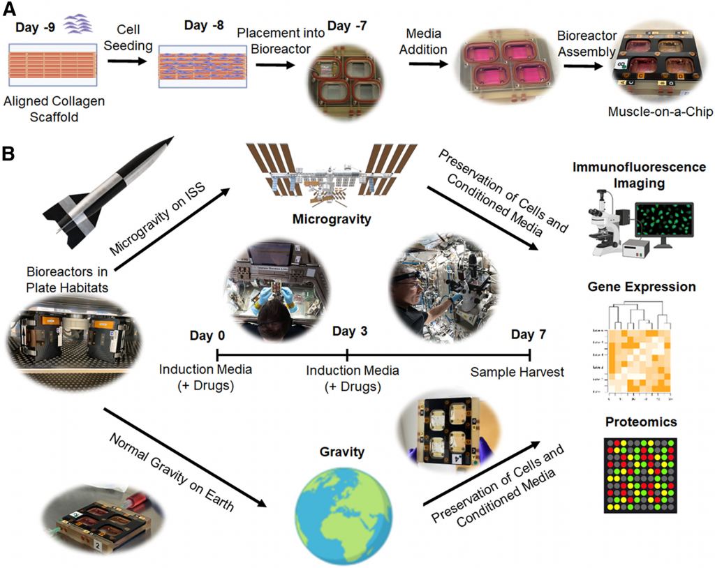 This figure from the research gives an outline of the study. (A) shows human muscle cells were seeded onto collagen scaffolds, then placed into a bioreactor with media to become muscles on a chip. (B) shows an overview of the experiment, including travelling to the ISS, being exposed to different drugs, and later extracted and analyzed. Image Credit: Kim et al. 2024.