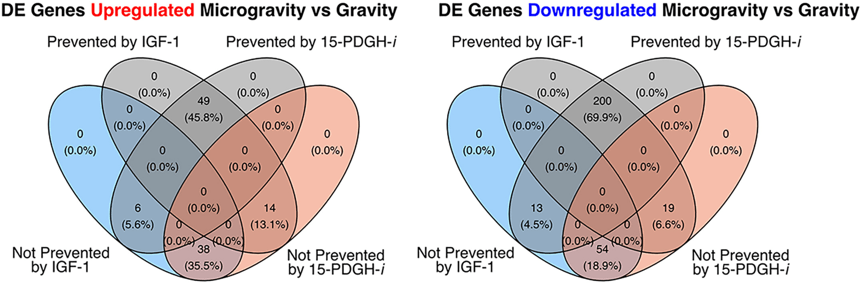 These Venn diagrams from the research show upregulated genes (left) and downregulated genes (right) in microgravity. The two drugs tested in the research are IGF-1 and 15-PDGH-i. The study showed that 286 genes in muscle tissue are downregulated in microgravity and that 200 of them responded positively to drugs. Image Credit: Kim et al. 2024.