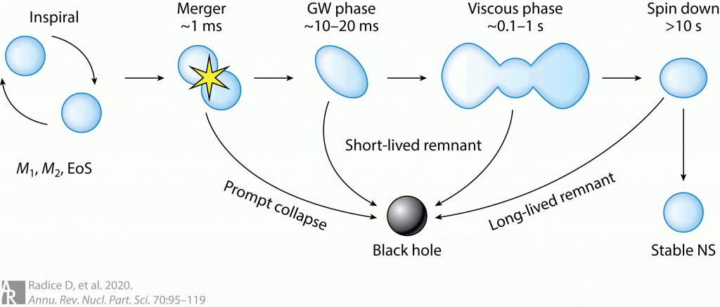 This figure shows the possible stages of a neutron star merger. It doesn't show the neutrino cooling phase but does show the viscous phase. Viscosity arises in the remnant due to turbulence and plays key roles in mass ejection and the merger's outcome: usually a black hole but sometimes a stable NS. Image Credit: Radice D et al. 2020.