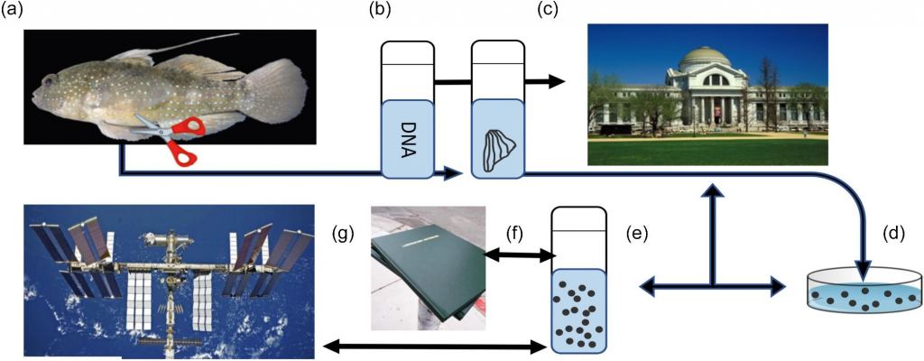 This graphic from the study shows the proposed process. Fins and DNA samples are collected from Starry Gobies, and cells can be either stored or expanded into fibroblasts. The fibroblasts can be cryopreserved and stored at the Smithsonian National Museum of Natural History, where they can be preserved for decades or longer. Then, they can be expanded into fibroblasts and cryopreserved again and tested on Earth again. The samples can then be sent to the ISS or its successor one day for testing, then returned to Earth again to test the system's viability and to look for DNA changes. Image Credit: Hagedorn et al. 2024.