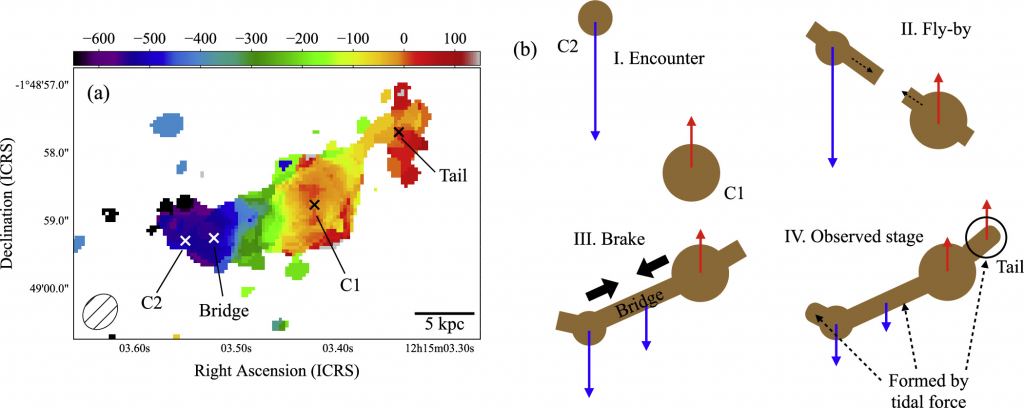 The panel on the left is a velocity map of the galaxies and their quasars, marked C2 and C1. The panel on the right shows the four stages of the merger, including stage IV, the observed stage. Image Credit: Izumi et al. 2024. 