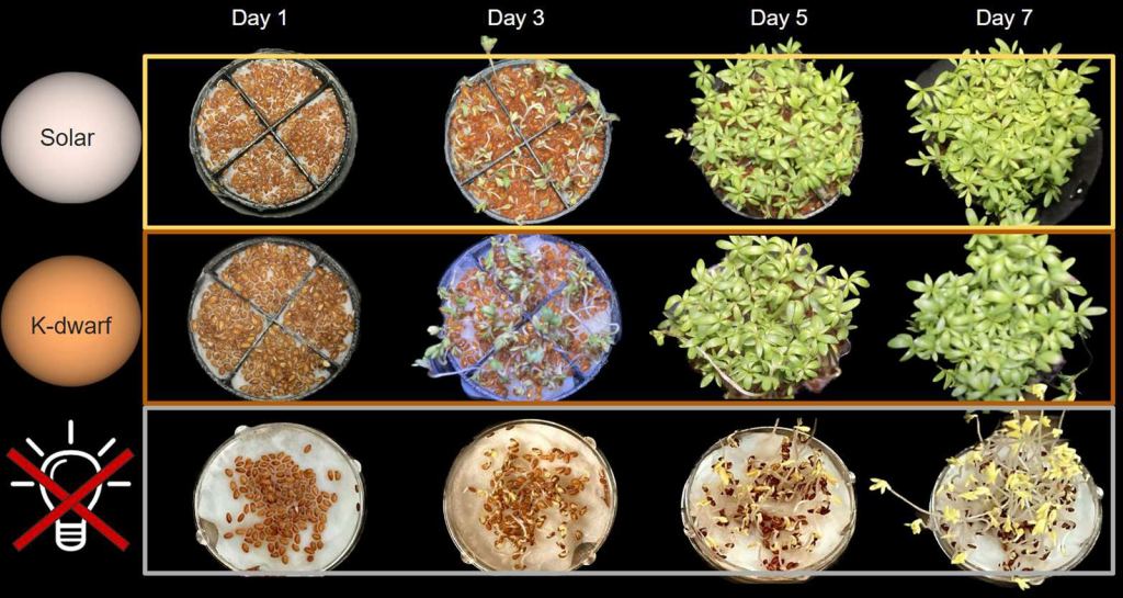 The researchers grew garden cress (Lepidium sativum) on a sand substrate with one hundred initial seedlings under Solar (effective temperature 5800 K), K dwarf (effective temperature 4300 K) and dark conditions. This image shows the visual results for selected days. Garden cress under K dwarf radiation sprouts sooner relative to Solar and dark conditions. Image Credit: Vilovi? et al. 2024.