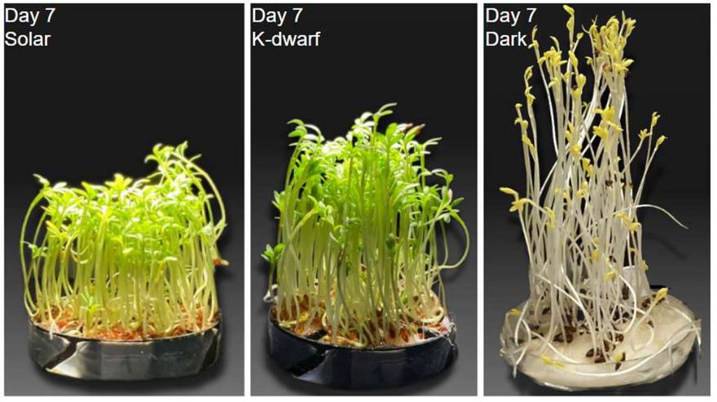 The watercress grew taller under K-dwarf lighting than under Solar conditions. Image Credit: Vilovi? et al. 2024.