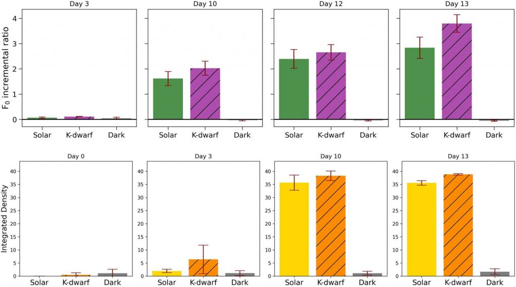 This figure from the research article shows incremental ratios and integrated densities of the cyanobacterium on selected days under Solar, K dwarf and dark conditions. Though the integrated density was higher under K-dwarf conditions, the difference isn't significant, according to the researchers. Image Credit: Vilovi? et al. 2024.