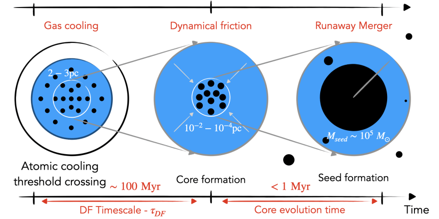 This figure from the research illustrates how PBHs could form the seeds for SMBHs. (Left) As the gas cools, it settles into the center of the dark matter gravitational potential, and the PBHs become embedded at the center. (Middle) The PBHs lose angular momentum due to the gas's dynamic friction and concentrate in the core of the DM halo. (Right) PBH binaries form and merge rapidly because of their high density. The end result is a runaway merger process that creates the seeds of SMBHs. Image Credit: Ziparo et al. 2024.