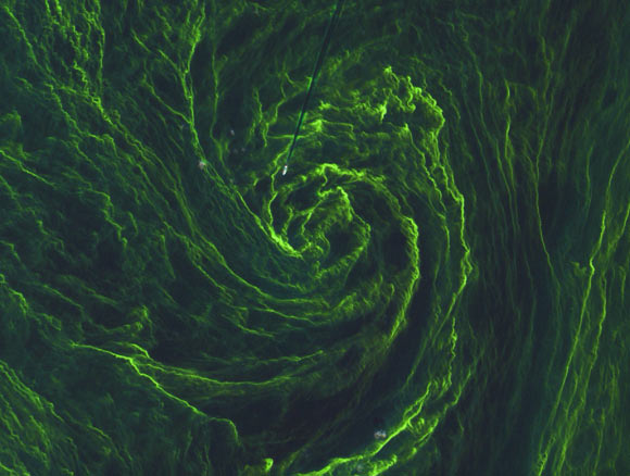 The ESA's Sentinel 2 satellite captured this image of an algae bloom in the Baltic Sea in 2015. A ship can be seen moving through it. Algae blooms interact with the climate through feedback loops. Image Credit: Copernicus Sentinel data / ESA. 