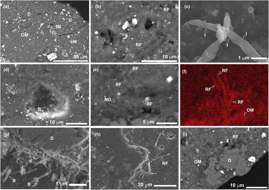 Asteroid Samples Returned to Earth Were Immediately Colonized by Bacteria