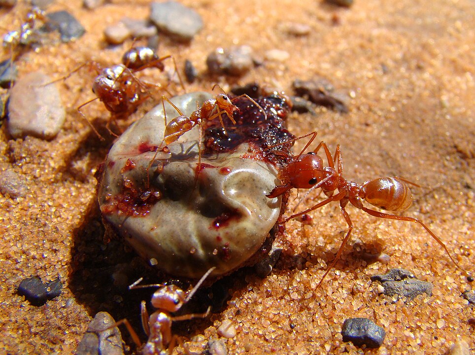 Saharan Silver Ants devouring a camel tick. Image Credit: By Bjørn Christian Tørrissen - Own work by uploader, http://bjornfree.com/galleries.html, CC BY-SA 3.0, https://commons.wikimedia.org/w/index.php?curid=17131784